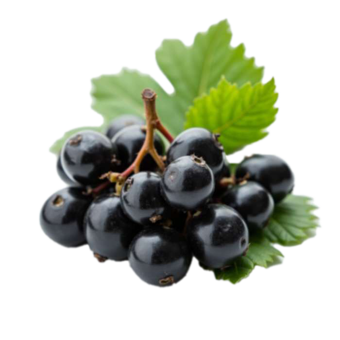 
Schwarze Johannisbeere

