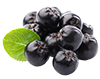 
Aronia

